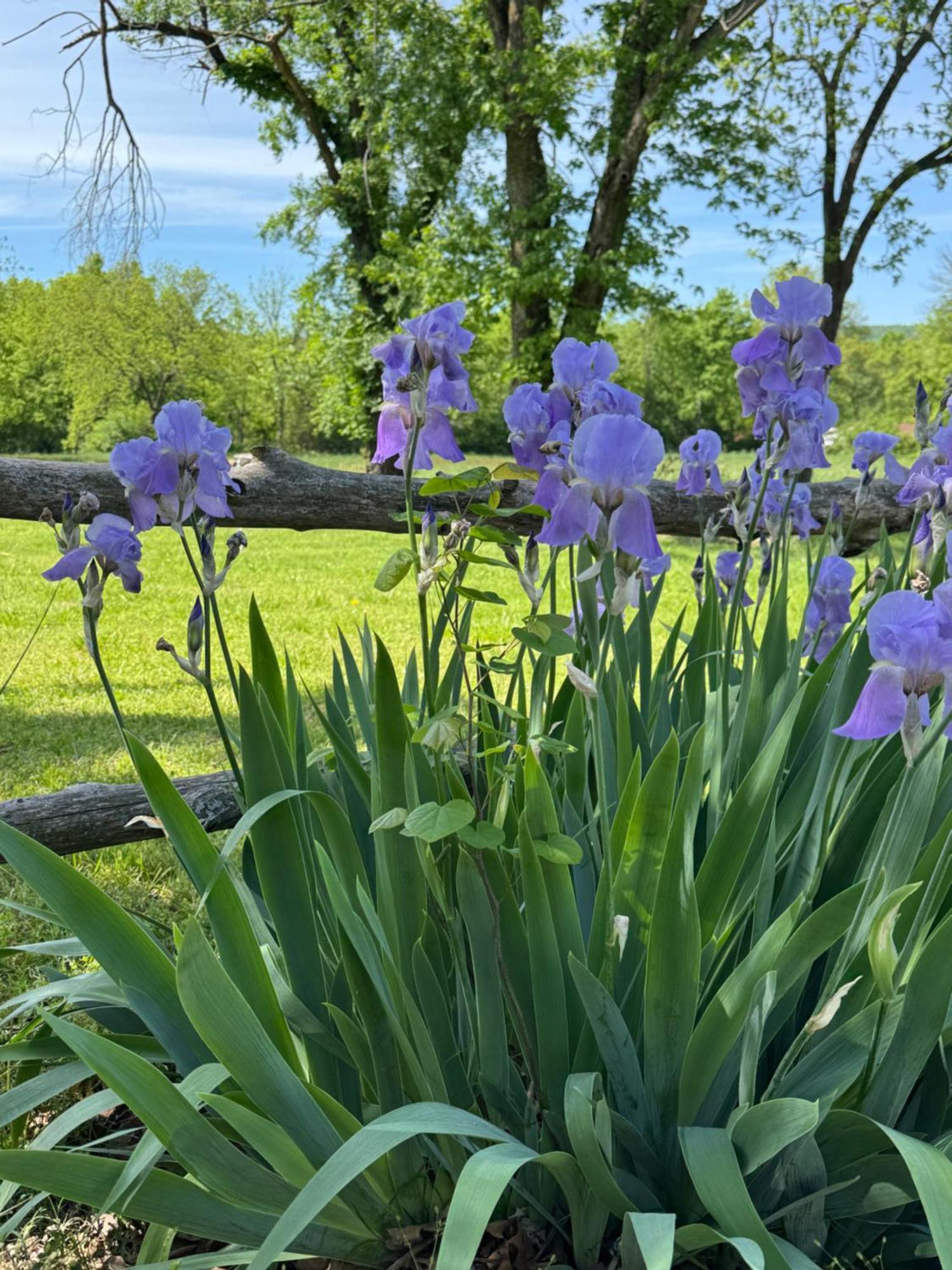 Ozark Country Inn Маунтин Вю Екстериор снимка